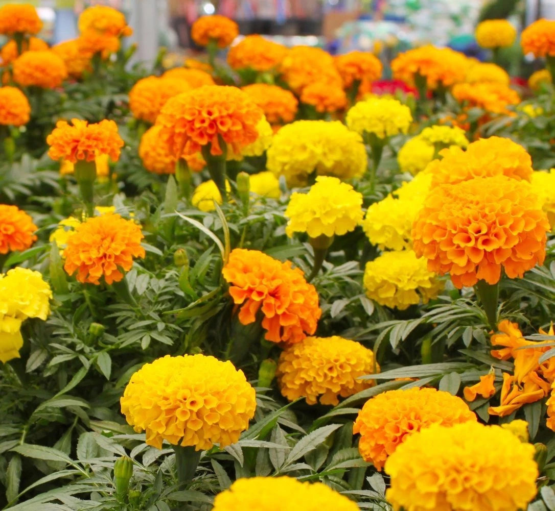 AFRICAN MARIGOLD Flower Seeds Tall Deer Resistant Container Pollinators – Heirloom, Non-GMO, High Germination Organic Garden Seeds