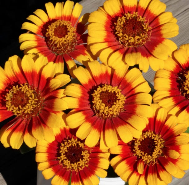 Sombrero Zinnia Seeds Garden Sombrero Mexican Daisy Zinnias Flower Seed Bellis perennis heirloom non-gmo seeds