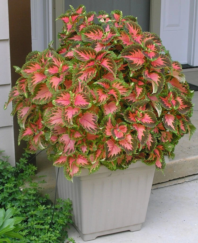 COLEUS Rainbow Mix Seeds Shade Garden Container Houseplant Shipping – Heirloom, Non-GMO, High Germination Organic Garden Seeds