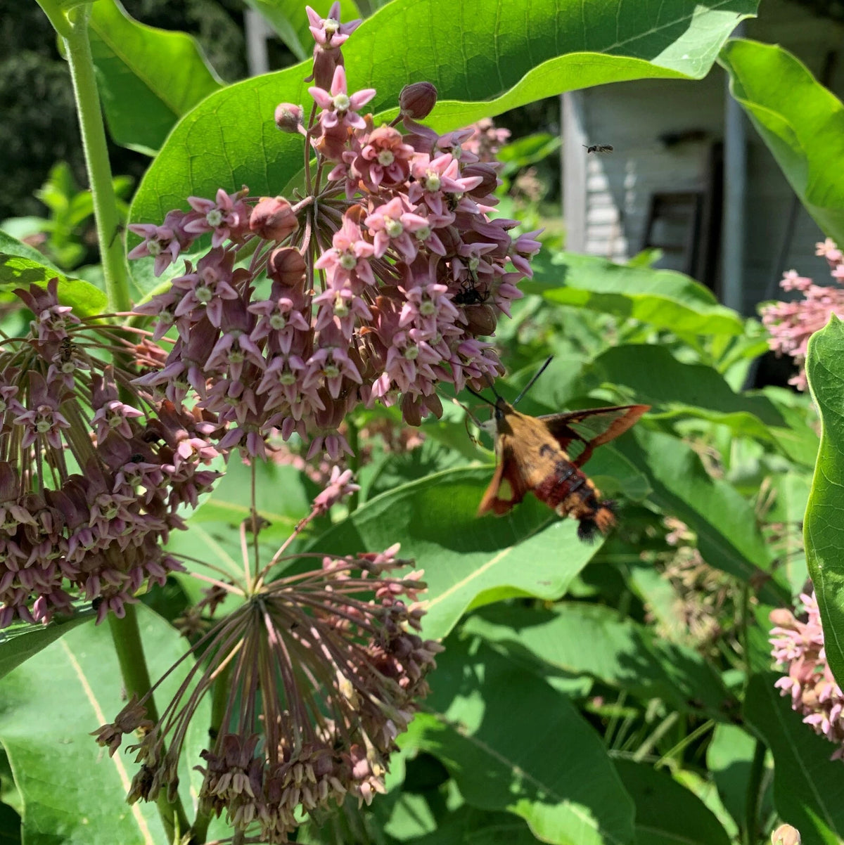 Bulk seeds Common Milkweed Asclepias Syriaca Monarch Butterfly heirloom non-gmo seeds