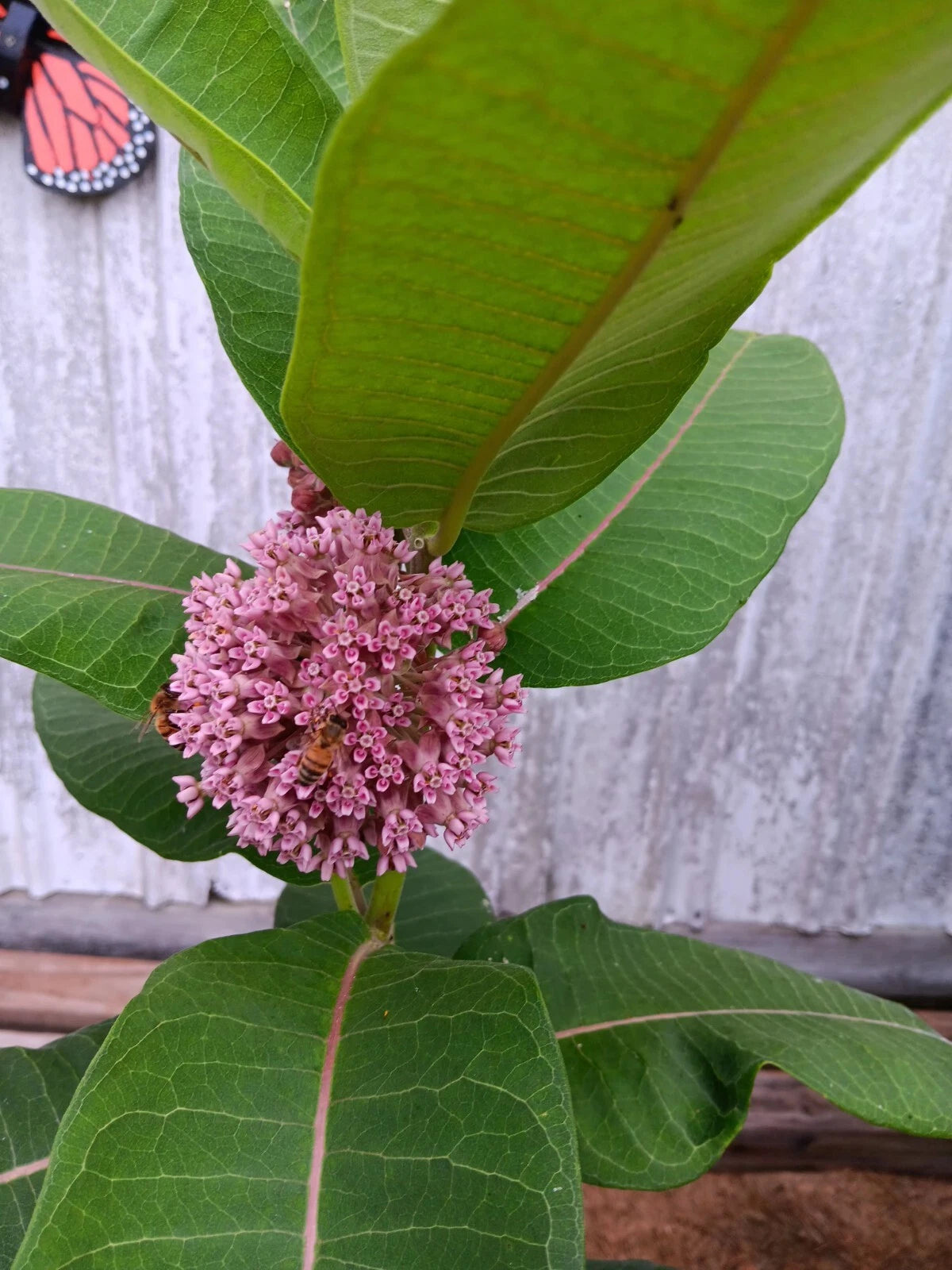 Common Milkweed Seeds Great for Monarchs heirloom non-GMO seeds