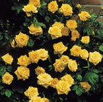 Climbing Yellow Rose Seeds Flower Bush Perennial Bloom Shrub Flower Seed heirloom non-gmo seeds
