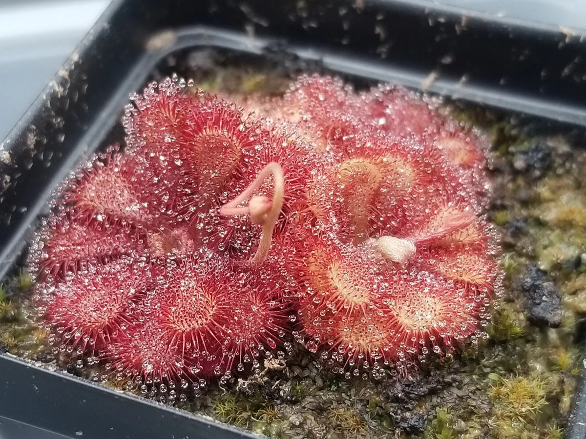 Drosera natalensis Seeds - Carnivorous Sundew Plant - Super easy to grow – Heirloom, Non-GMO, High Germination Organic Garden Seeds