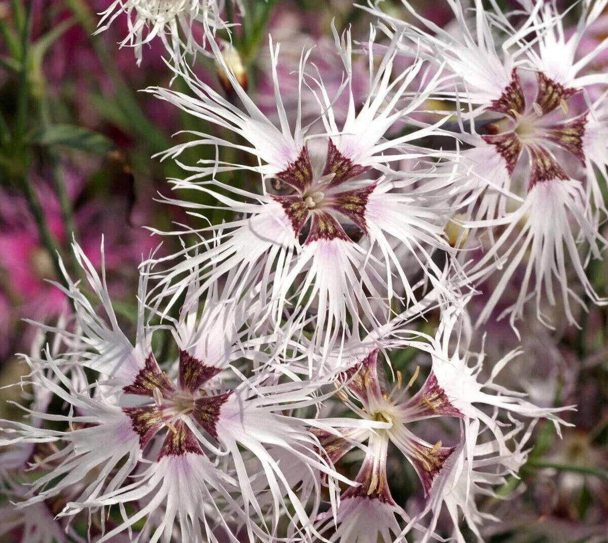 Dianthus Rainbow Loveliness Flower Seeds Mixed Colors – Heirloom, Non-GMO, High Germination Organic Garden Seeds