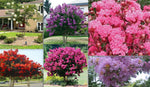 CRAPE CREPE MYRTLE SEEDS Garden Plant Flower Bloom seller shipping heirloom non-gmo seeds