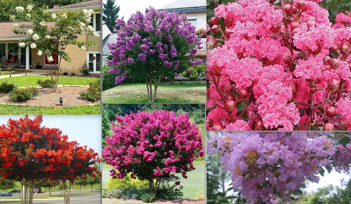 CRAPE CREPE MYRTLE SEEDS Garden Plant Flower Bloom seller shipping heirloom non-gmo seeds