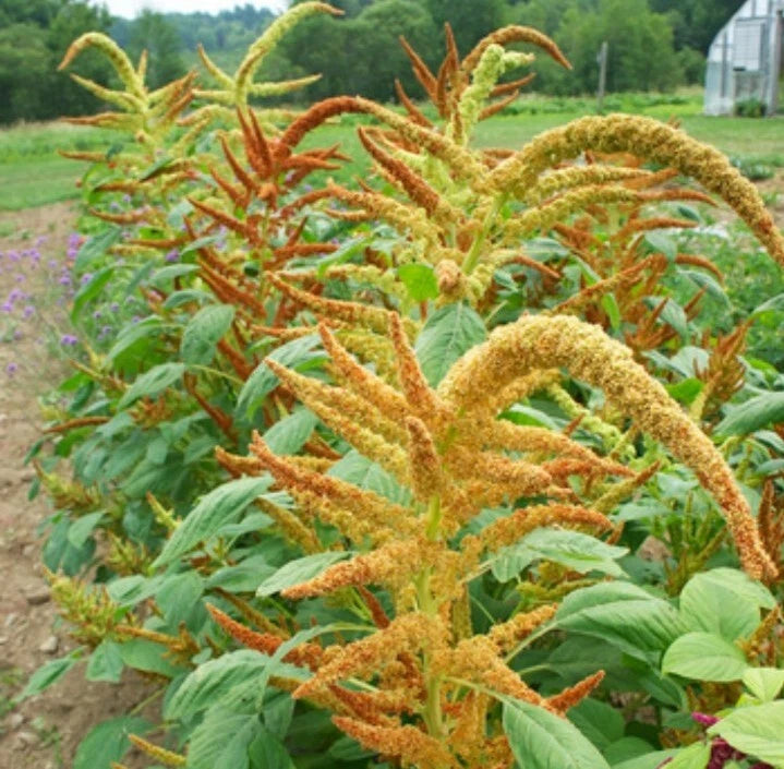Amaranth Autumn s Touch seeds heirloom non-gmo seeds