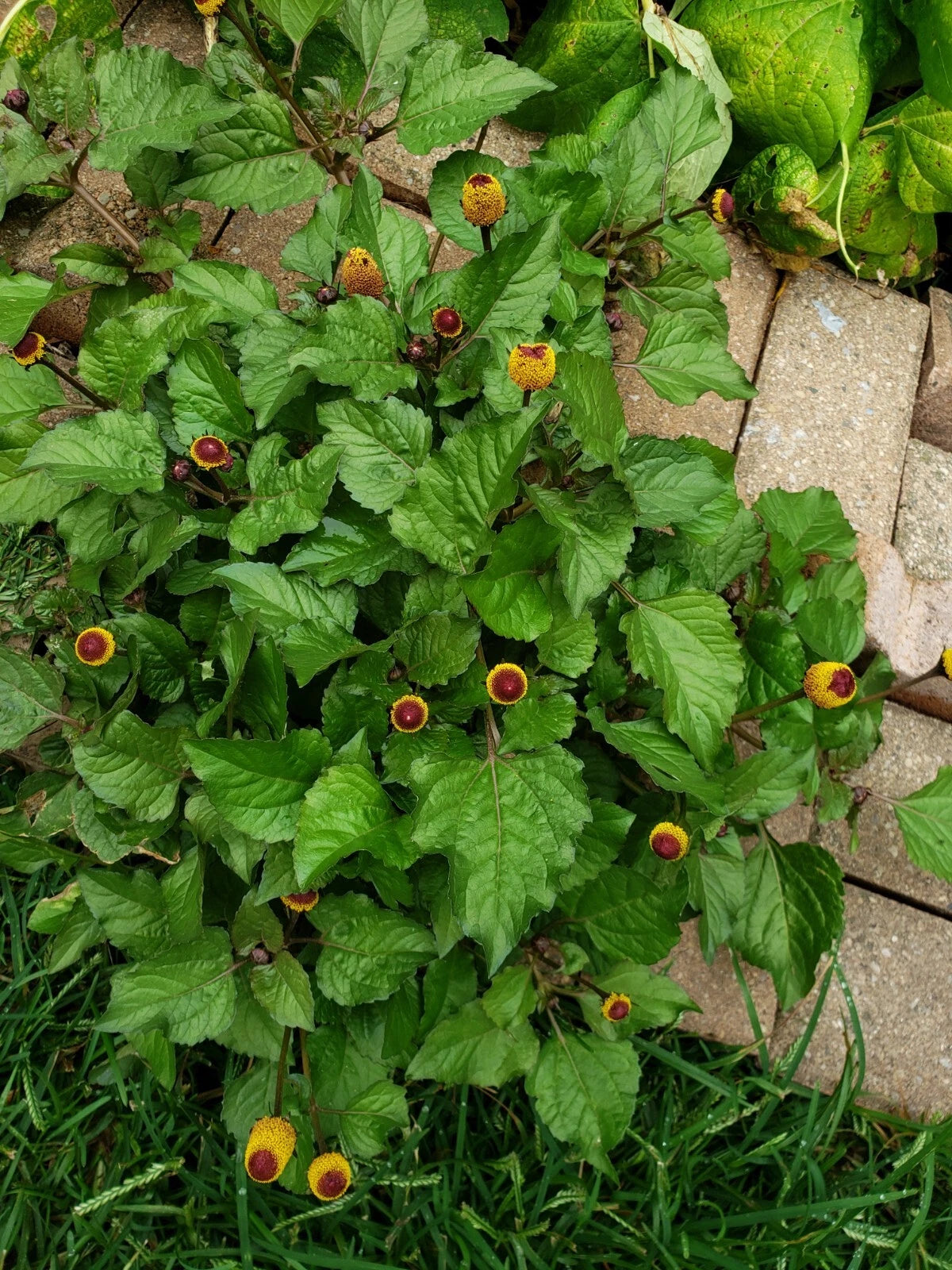 Bullseye Toothache Plant Seeds Count Shipping – Heirloom, Non-GMO, High Germination Organic Garden Seeds