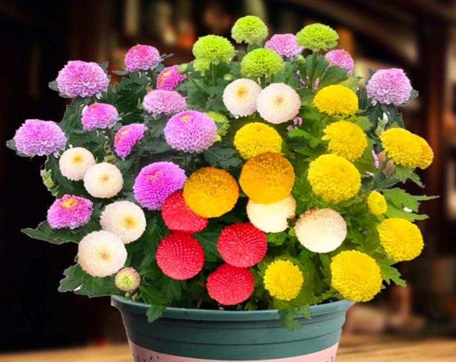 Snowball Mums Seeds Chrysanthemum Aster Pompon Ping-Pong Ball-Shaped Blooms – Heirloom, Non-GMO, High Germination Organic Garden Seeds