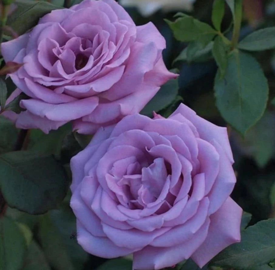 Blue Sky Lilac-Blue Fragrant Rose Seeds - Seeds - Rose Flower Gardening – Heirloom, Non-GMO, High Germination Organic Garden Seeds