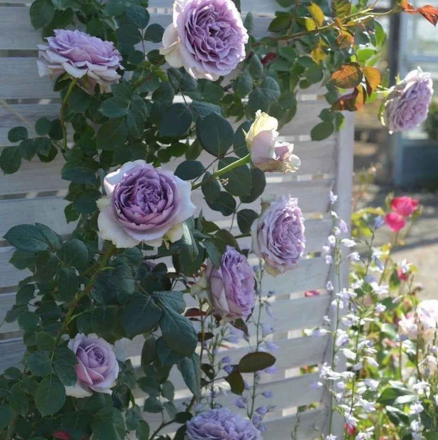 Coffret Rose Seeds - Seeds - Rose Flower Gardening – Heirloom, Non-GMO, High Germination Organic Garden Seeds