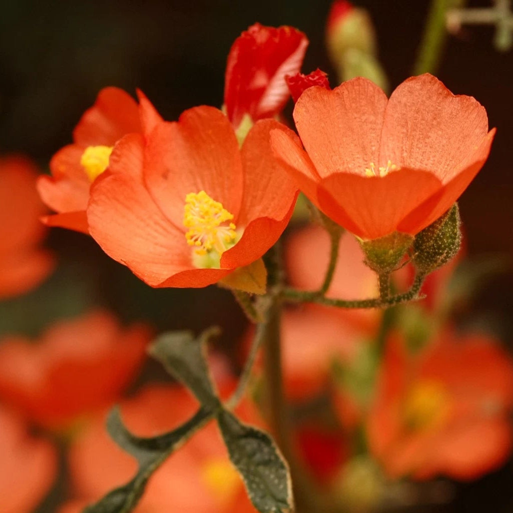 Desert Globemallow Seeds Native Wildflower Gardening Sphaeralcea ambigua Various Wildflower Species heirloom non-GMO seeds