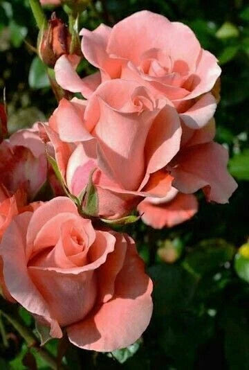 Salmon Rose Seeds Flower Bush Perennial Shrub Flowers Seed US SELLER heirloom non-gmo seeds