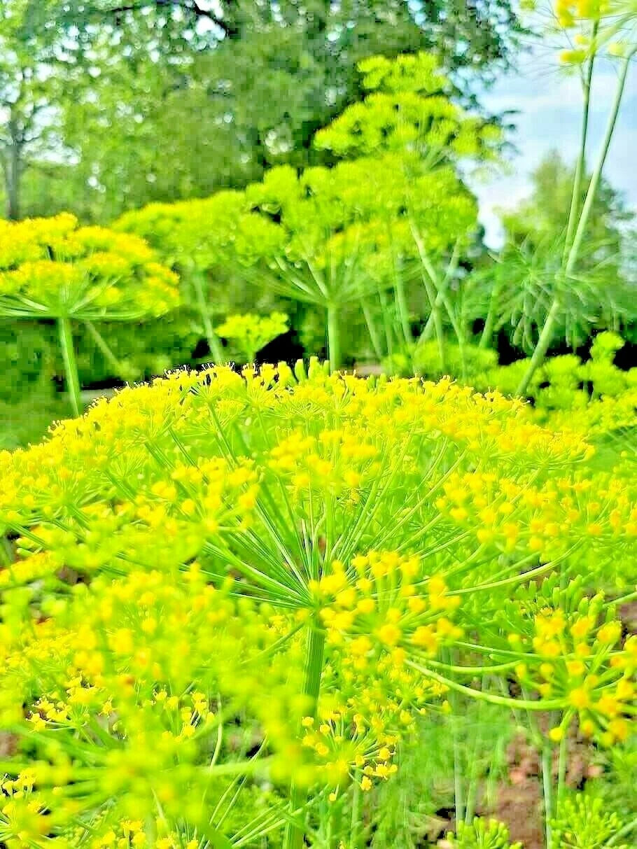 DILL SEEDS AUTUMN HERB VEGETABLE GARDEN SHIPPING – Heirloom, Non-GMO, High Germination Organic Garden Seeds