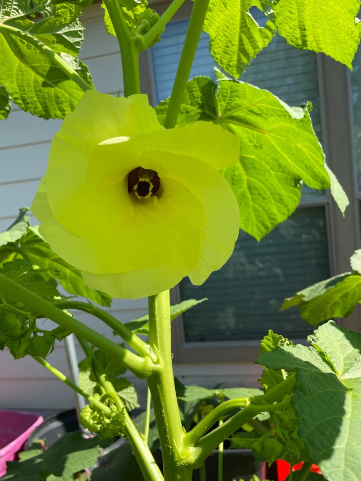Motherland Okra Seeds Open Pollinated Early and Prolific – Heirloom, Non-GMO, High Germination Organic Garden Seeds