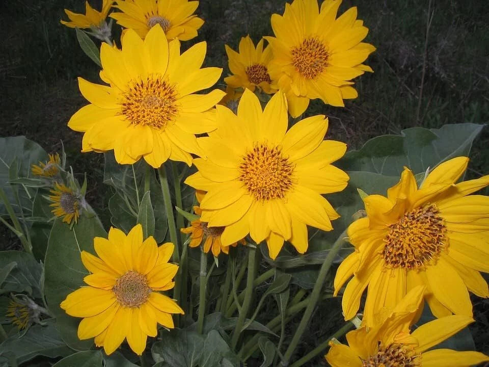 Arrowleaf Balsamroot Flower Seeds Balsamorhiza sagittata – Heirloom, Non-GMO, High Germination Organic Garden Seeds