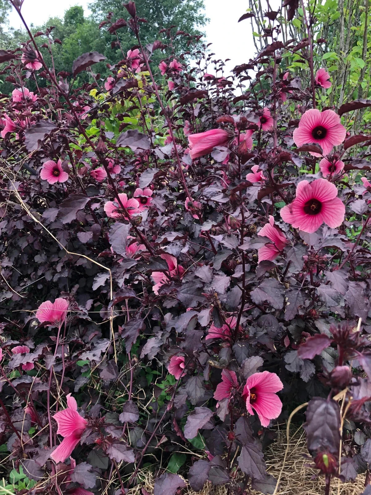 MAHOGANY HIBISCUS SPLENDOR Acetosella Rose of Sharon Flower Seeds heirloom non-gmo seeds