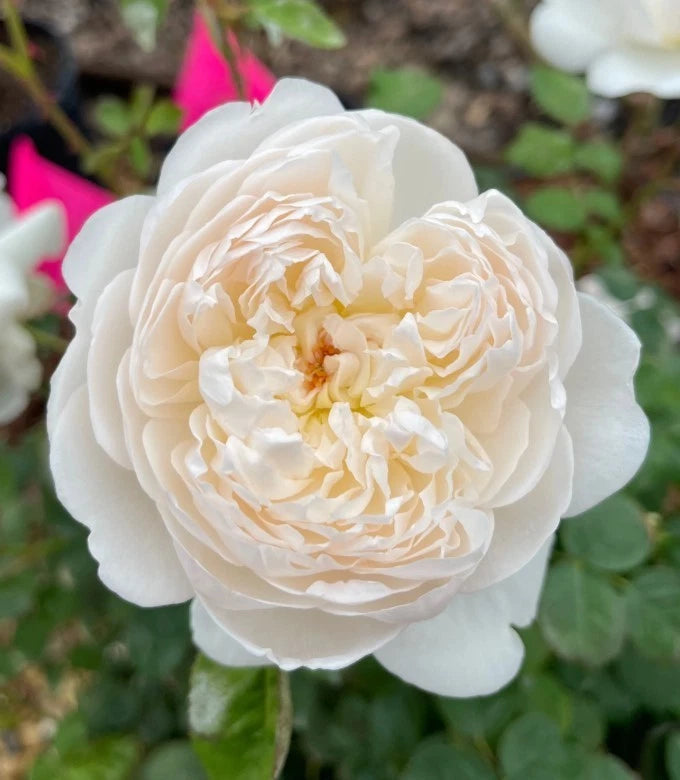 AUSlevel White Rose Seeds - Seeds - Rose Flower Gardening heirloom non-GMO seeds