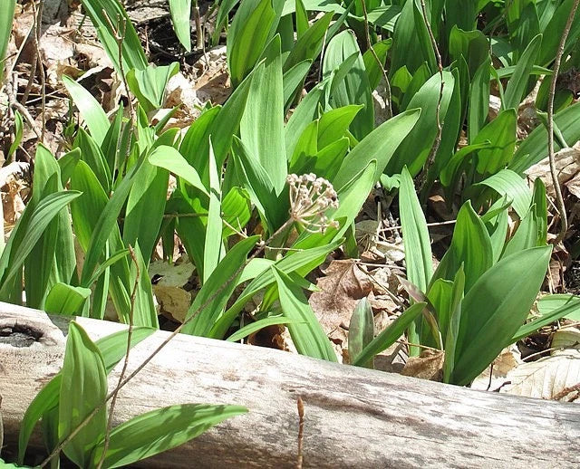 Allium tricoccum Ramps Seeds heirloom non-gmo seeds