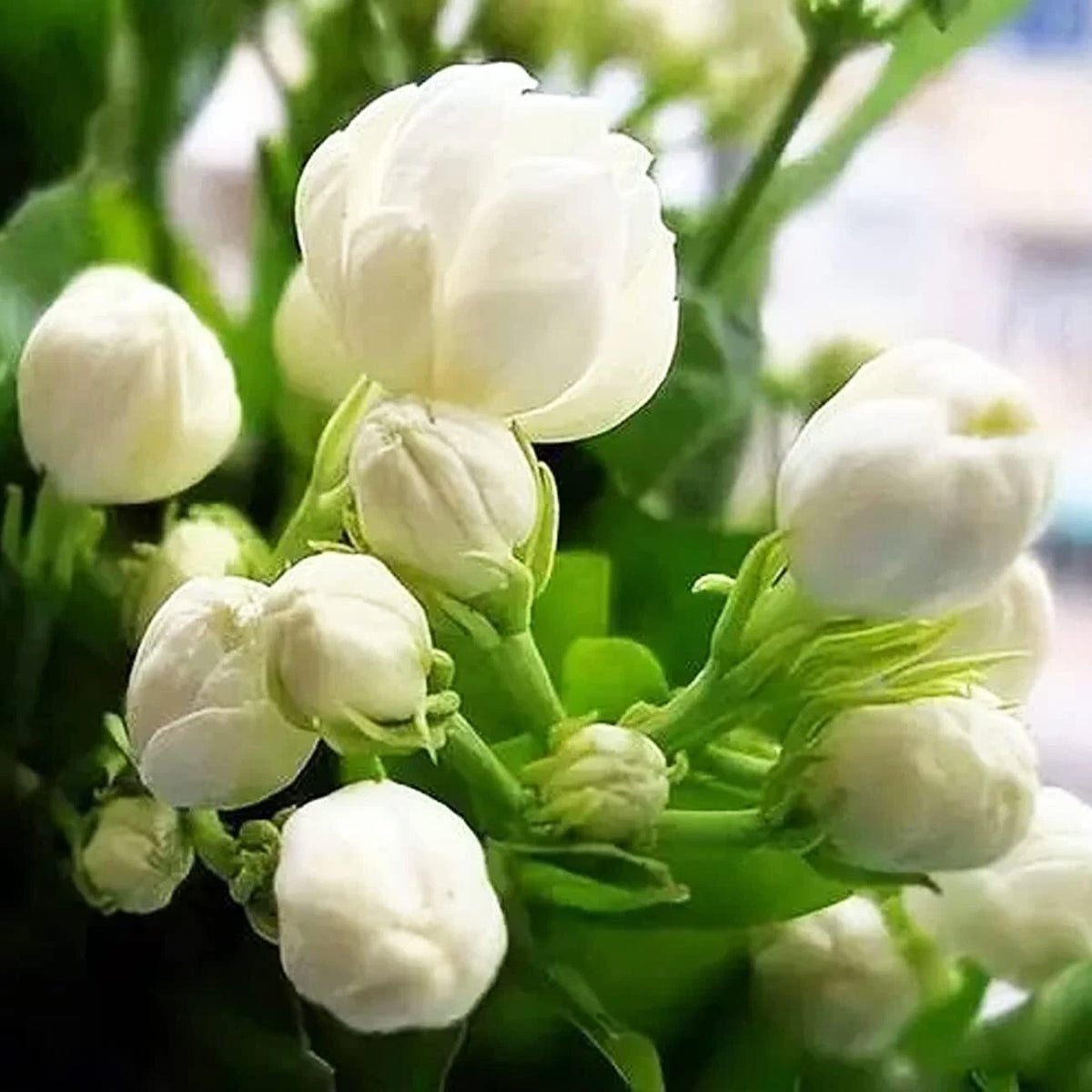Climbing Jasmine Flower Seeds Fragrant Plant for Planting Garden Home heirloom non-gmo seeds