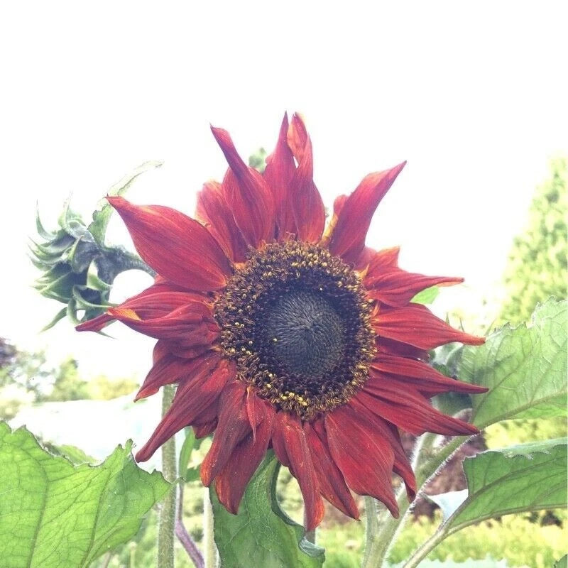 RED SUN RARE SUNFLOWER SEEDS - BEAUTIFUL – Heirloom, Non-GMO, High Germination Organic Garden Seeds
