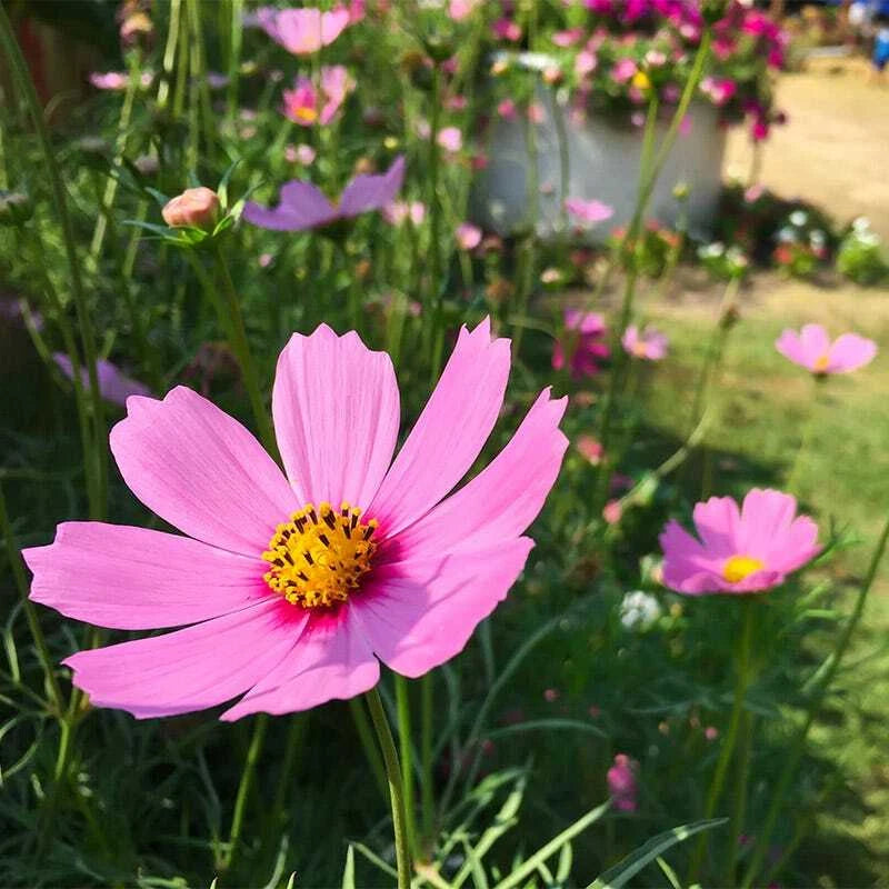 Cosmos GLORIA - Tall Huge Flower Blooms Magenta Center Seeds – Heirloom, Non-GMO, High Germination Organic Garden Seeds