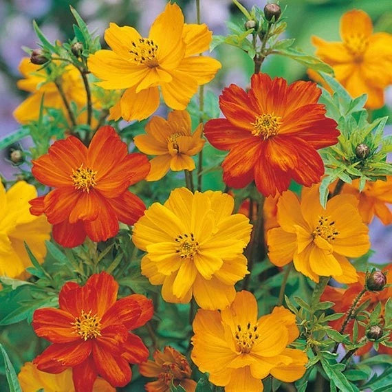 Cosmo Seeds - Color Mix COUNT GIFT & GROW INSTRUCTIONS heirloom non-GMO seeds