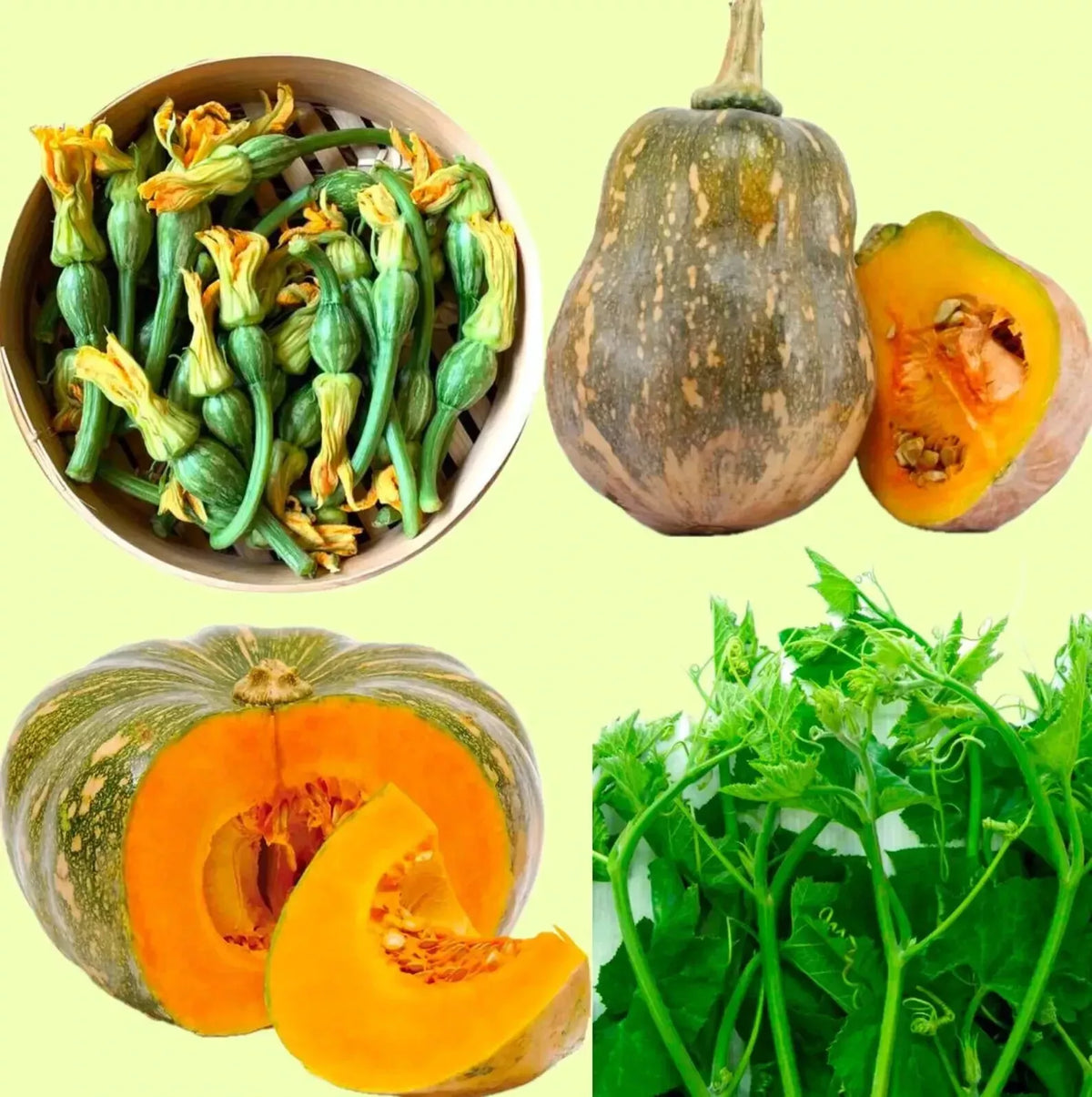 PUMPKIN SEEDS Flowers Katora Round Super Squash Buds-BÍ ĐỎ Nụ Đậu Tròn Siêu Ngọn heirloom non-gmo seeds