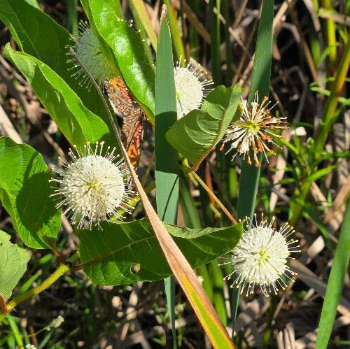 Button Bush Seeds Cephalanthus Occidentalis Florida Native Tree Bee heirloom non-gmo seeds