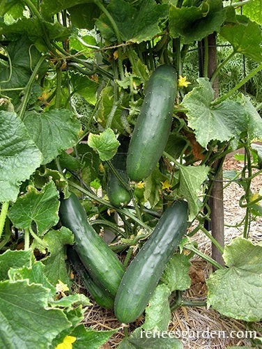 Spacemaster Cucumber Seeds Easy DELICIOUS – Heirloom, Non-GMO, High Germination Organic Garden Seeds