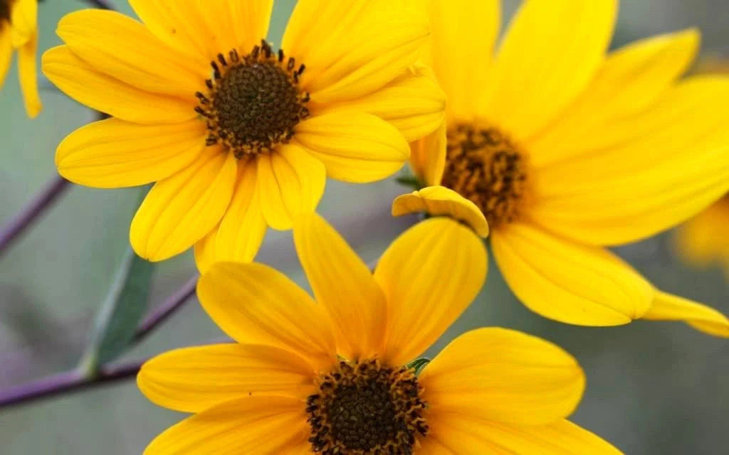 Swamp Sunflower Seeds Helianthus Angustifolius – Heirloom, Non-GMO, High Germination Organic Garden Seeds