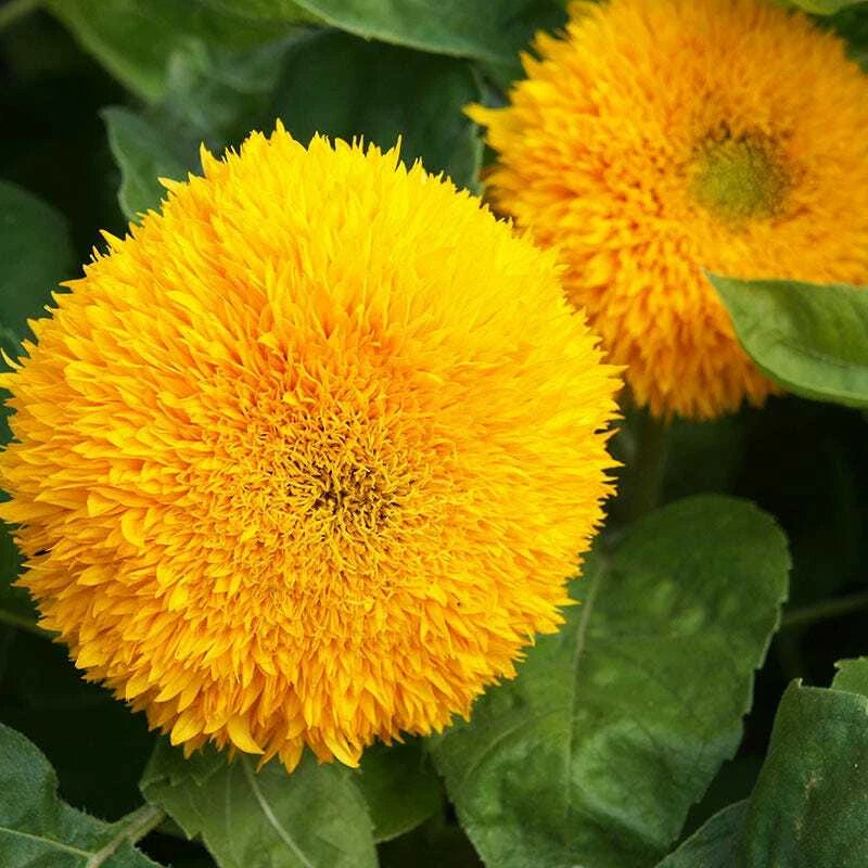 Sunflower TEDDY BEAR SUNGOLD Dwarf Hummingbirds Finches Love Seeds – Heirloom, Non-GMO, High Germination Organic Garden Seeds