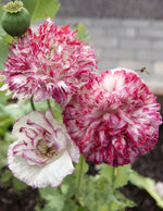 Antique Shades Peony Poppy Seeds P Somniferum - Fluffy Pink&White Blooms Papaver sp. heirloom non-gmo seeds
