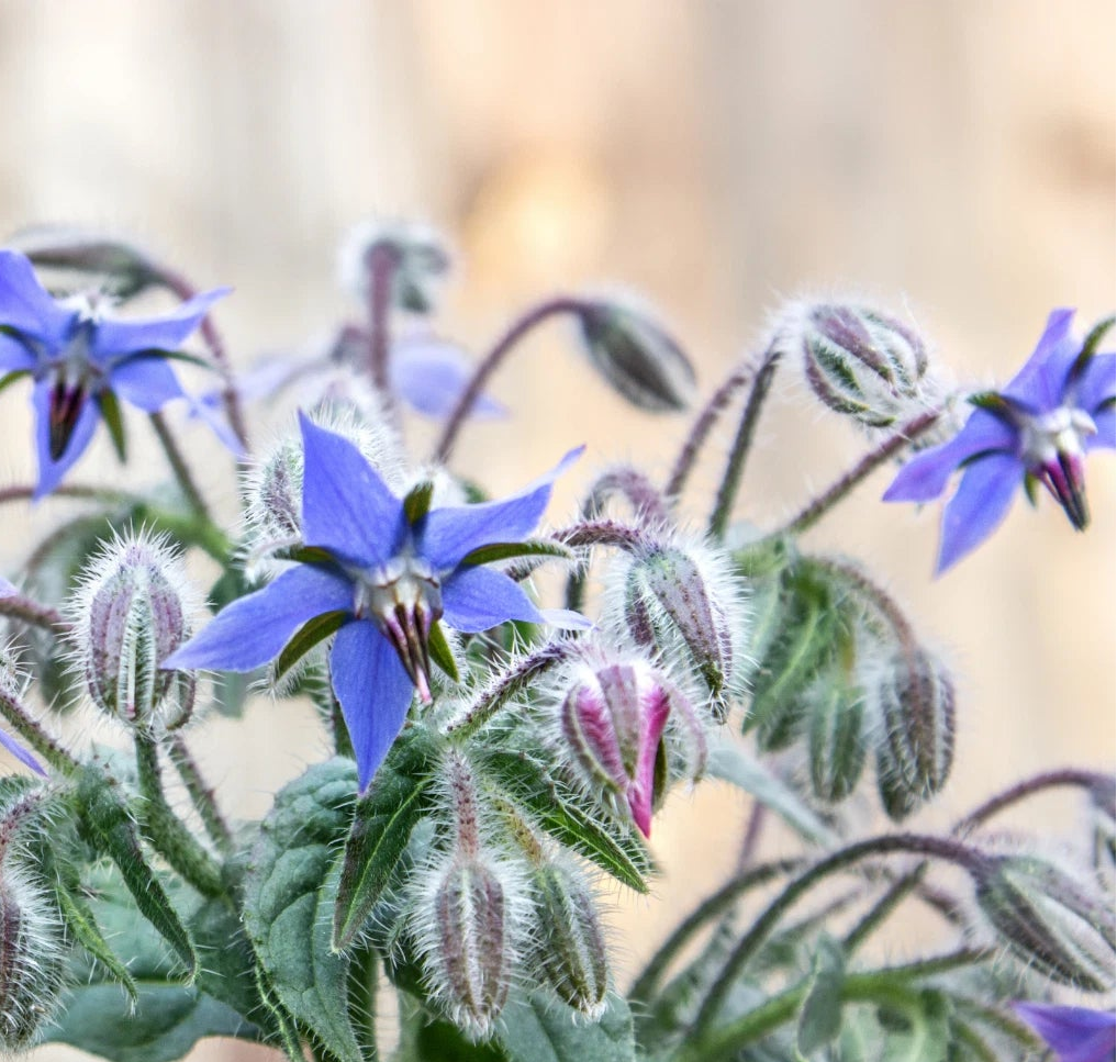 Borage Seeds Flower Gardening for Pollinator Bees & Butterflies – Heirloom, Non-GMO, High Germination Organic Garden Seeds