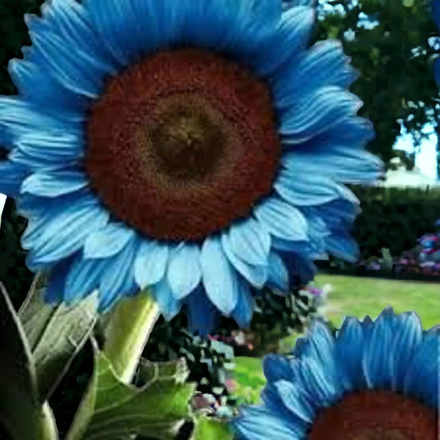 Midnight Oil Blue Sunflower Seeds - - Rare Bonsai Black Hybrid – Heirloom, Non-GMO, High Germination Organic Garden Seeds