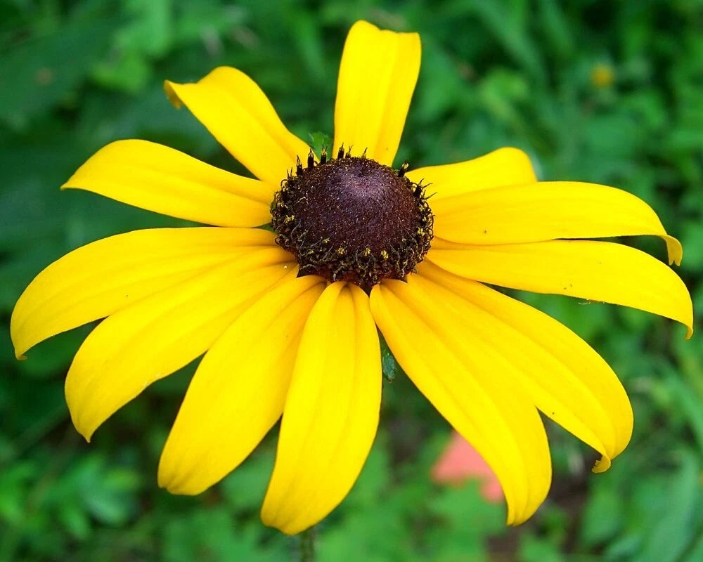 Black-Eyed Susan Rudbeckia Hirta Flower Seeds-- Seeds heirloom non-GMO seeds