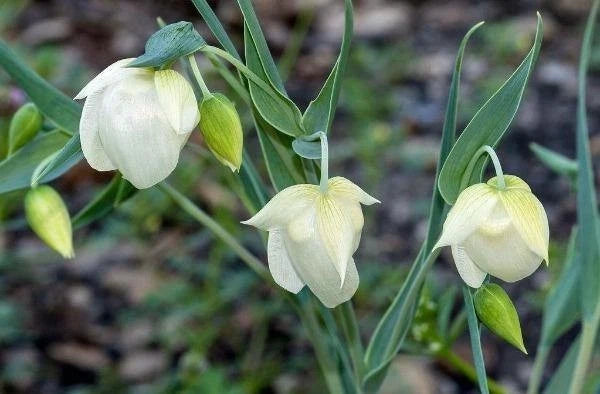 Calochortus albus White Fairy Lantern Seeds heirloom non-gmo seeds