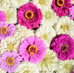 Blueberry Cheesecake Mix Zinnia Seeds Purple Lavender White Flower Seed Zinnia elegans heirloom non-gmo seeds