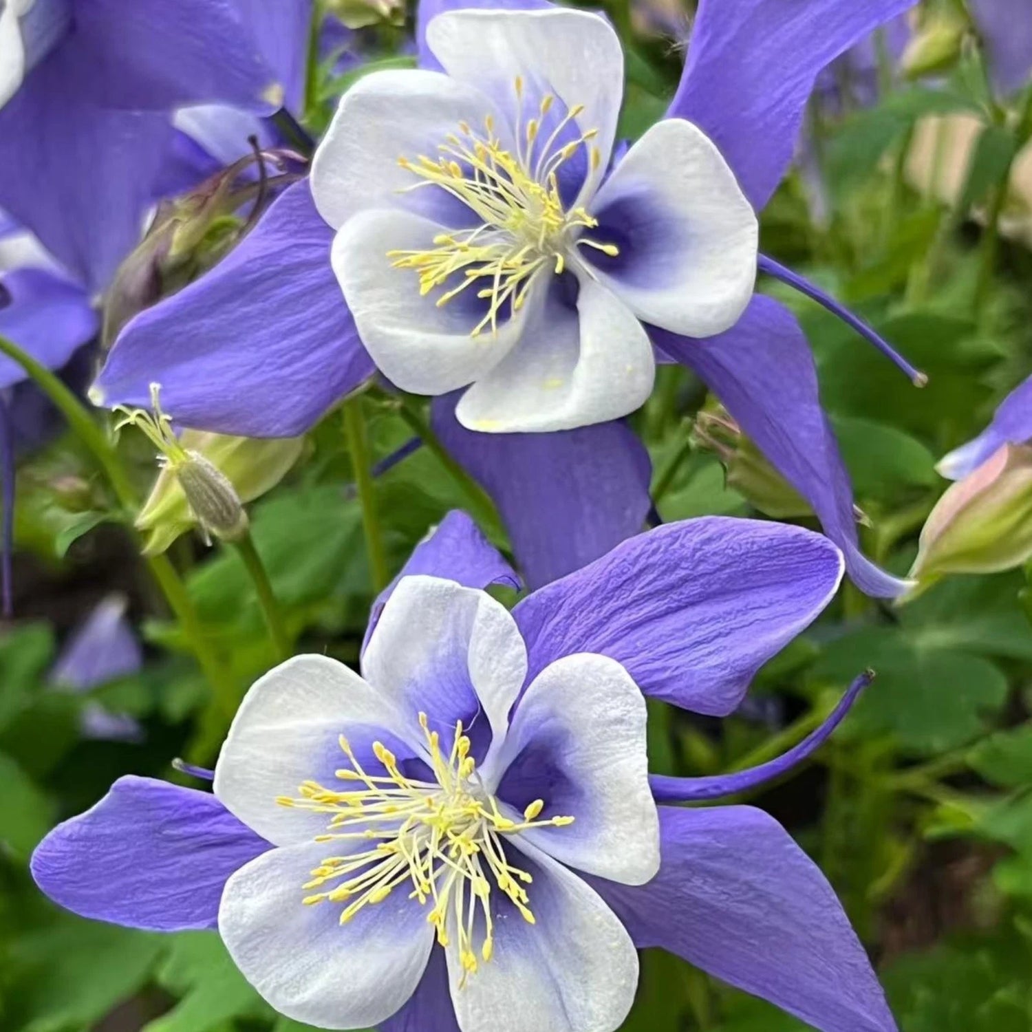 Blue & White Columbine Seeds Elegant Bi-Color Blooms for Shade Gardens heirloom non-gmo seeds