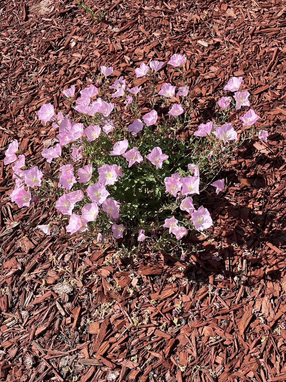 -Showy Evening Primrose Seeds Pink Ladies Amapola Mexican Primrose – Heirloom, Non-GMO, High Germination Organic Garden Seeds