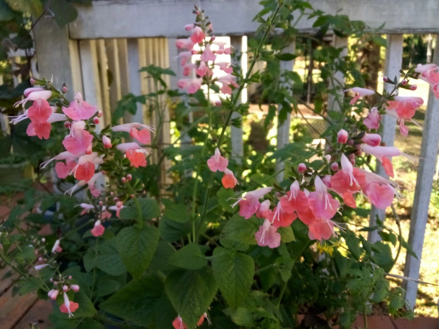 Salmon Peach Sage Salvia Seeds Perennial US grown seeds – Heirloom, Non-GMO, High Germination Organic Garden Seeds