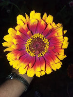 Carousel Zinnia Seeds - Large Beautiful Blooms Combined S H See Our Store Zinnia elegans heirloom non-gmo seeds