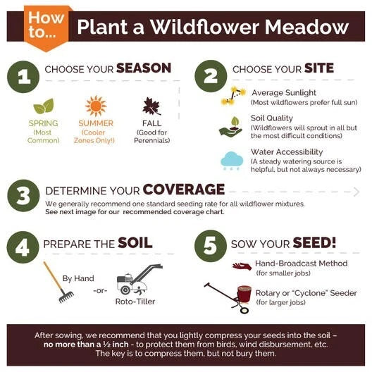 Coneflower NARROW LEAF PURPLE Perennial Medicinal Pollinators Seeds – Heirloom, Non-GMO, High Germination Organic Garden Seeds
