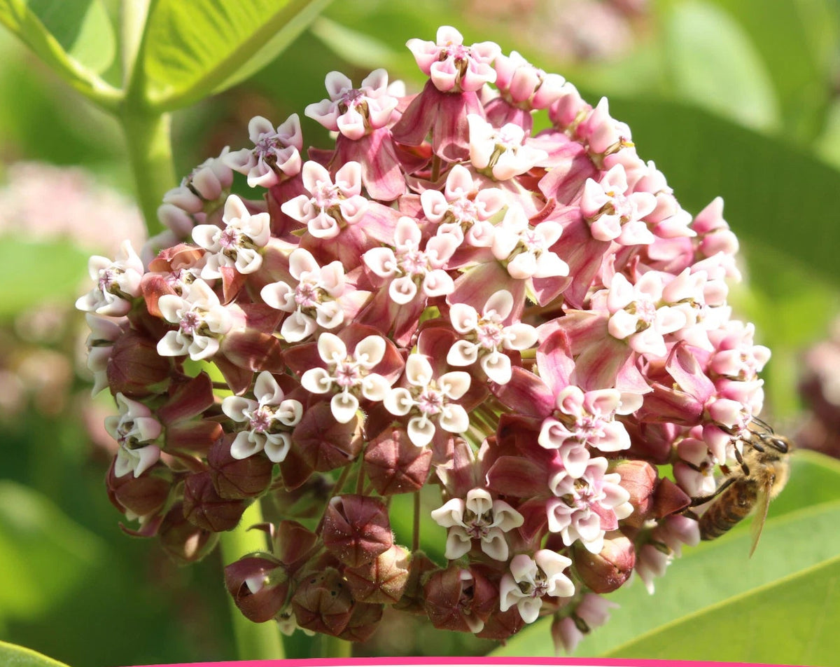 BULK COMMON MILKWEED SEEDS Monarch Butterfly Native Flower Asclepais Syriaca heirloom non-gmo seeds
