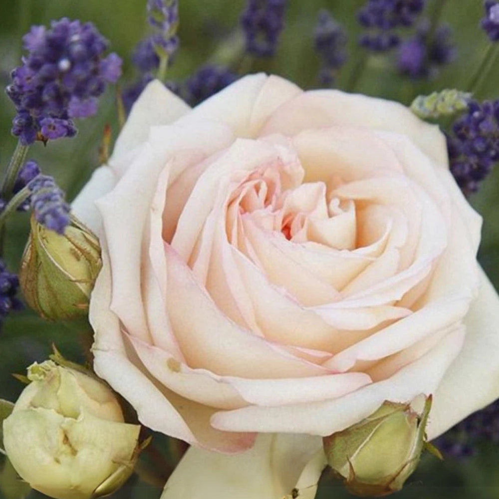 Madame Anisette Grandiflora Perennial Rose Seeds – Heirloom, Non-GMO, High Germination Organic Garden Seeds