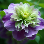 Double Purple Green Clematis Seeds Flower Seed Perennial Flowers Vine US SELL heirloom non-GMO seeds