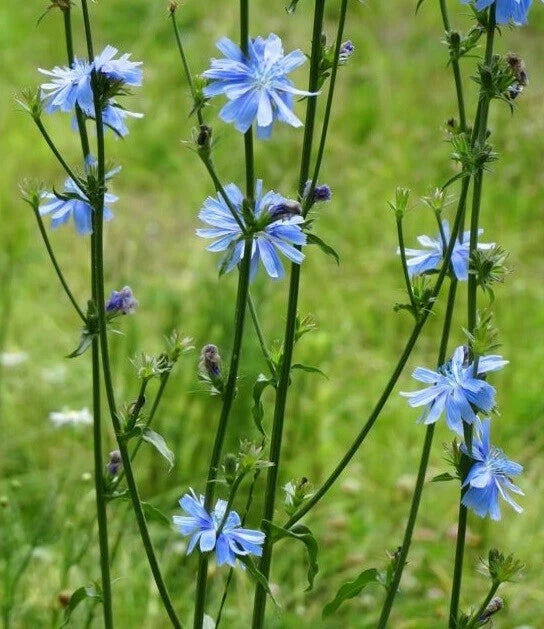 Chicory Seeds Food Plot Cover Crop Perennial Flower Inoculated – Heirloom, Non-GMO, High Germination Organic Garden Seeds