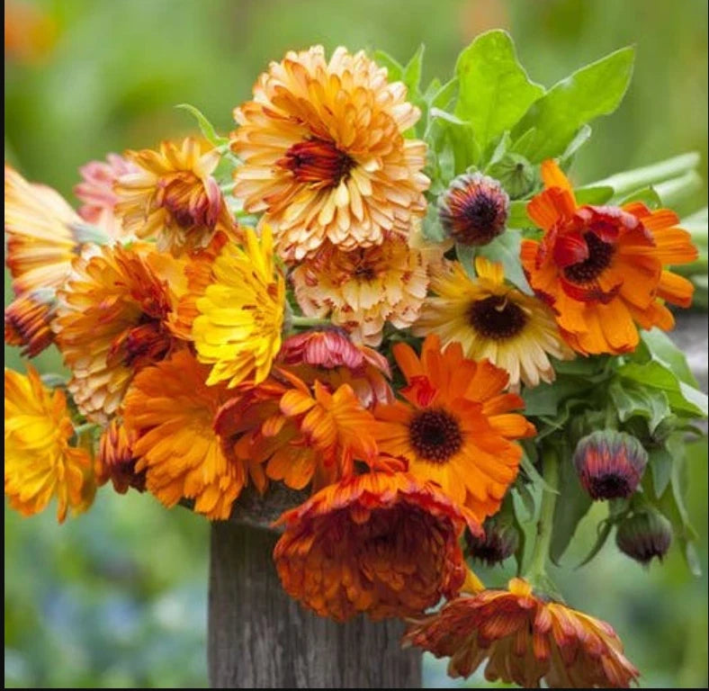 Calendula SUNSET Mix Double Blooms Bi Colored Edible Seeds heirloom non-GMO seeds