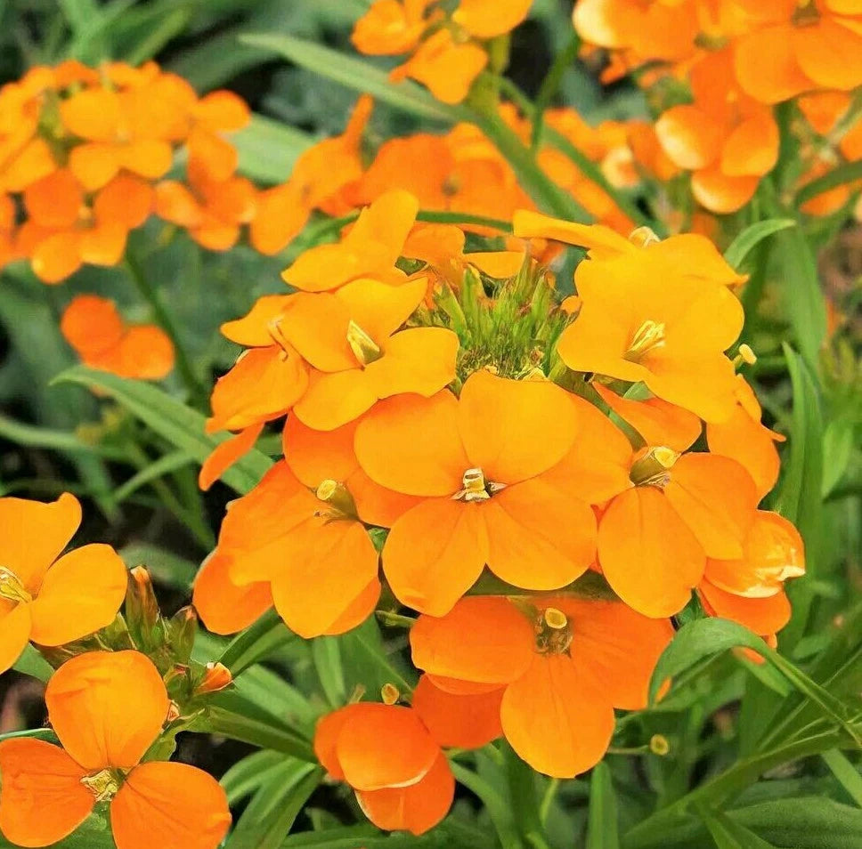 Siberian Wallflower Seeds Erysimum Cheiri Cheiranthus Orange Flower heirloom non-gmo seeds