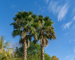 CALIFORNIA DESERT FAN PALM TREE SEEDS Washingtonia Filifera Cold Hardy-Zone heirloom non-gmo seeds